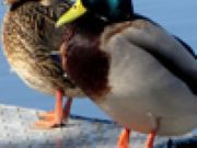 Play Duck Jigsaw Game Play Duck Jigsaw Game