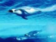 Emperor Penguin Jigsaw - Online Free Game