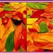 Play Fun Jigsaw Puzzle Game