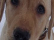 Play Hangdog Look Jigsaw Game Play Hangdog Look Jigsaw Game