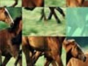 Horses Sliding - Online Free Game