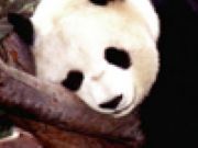 Play Puzzle Panda Game