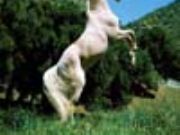 White Horse Sliding - Online Free Game
