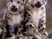 Baby Cheetahs Twins