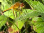 Forest Dragonfly