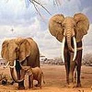 Lovable elephant family puzzle