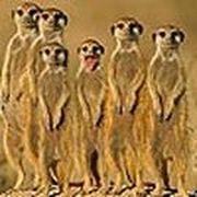 Meerkats family puzzle