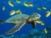 Puzzle Sea turtle