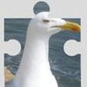 Seagulls Puzzle