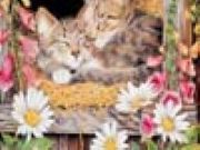 Art Kittens Jigsaw 2