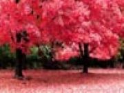 Autumn Jigsaw