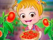 Baby Hazel Tomato Farming