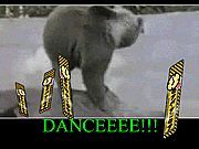 Bear Dance Party