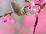 Bird at Spring