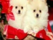 Christmas Pomeranians Sliding