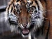 Closeup Tiger