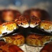 corn snake