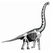 Dinosaur skeleton