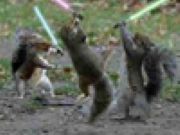 Fighting Squirrels