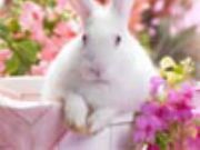 Flowers Rabbit