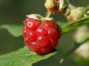 Forest raspberry