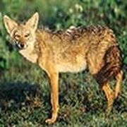 Golden jackal puzzle