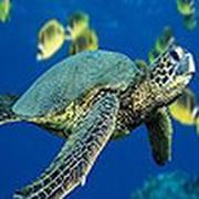 Green sea turtle puzzle