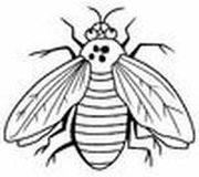 Insects 1