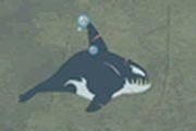 killer whale