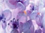 Lilacs Sliding