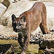 Mountain cat puzzle