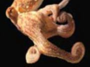 Paul the Octopus (english)