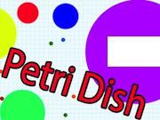 Petri Dish Flash