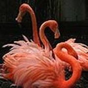 Pink flamingos puzzle