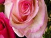 Pink Rose