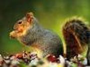 Puzzle Squirrel