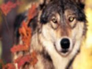Puzzles Wolves