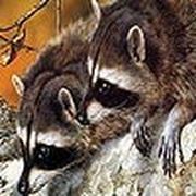 Raccoon brothers puzzle
