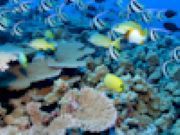 Reef Fish Puzzle