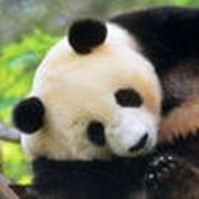 Save the pandas !
