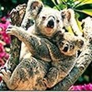 Slacker koalas puzzle