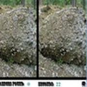 Spot The Differences Forest