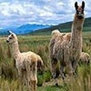 Strange lamas puzzle