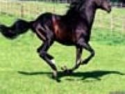 Stride Horse Jigsaw