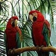 Talkative parrot puzzle