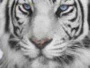 The White Tiger