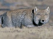 Tibetan Fox