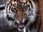 Tiger Closeup Sliding
