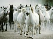 White Horse Jigsaw