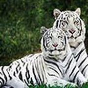Wild white tigers puzzle